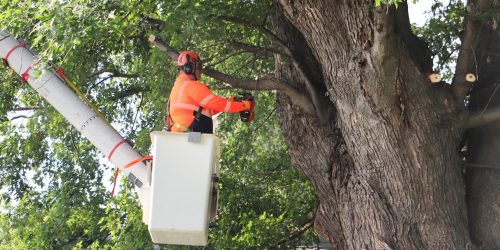 Tree Removal, Tree Cutting, Tree Service, Tree Care, Free Estimates