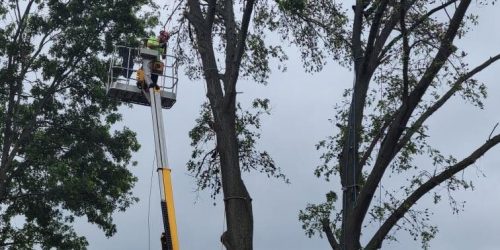 Tree Service, Tree Trimming, Tree Removal, Tree Care, Free Estimate